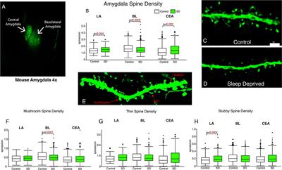 Regulation of dendritic spines in the amygdala following sleep deprivation